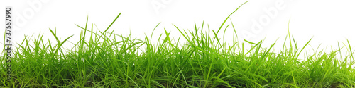 A panoramic view of lush, green grass blades reaching upwards, isolated on a white background, perfect for designs and concepts related to nature and growth. © Sviatlana