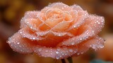 a close up of a pink rose with drops of water on it's petals and a blurry background.