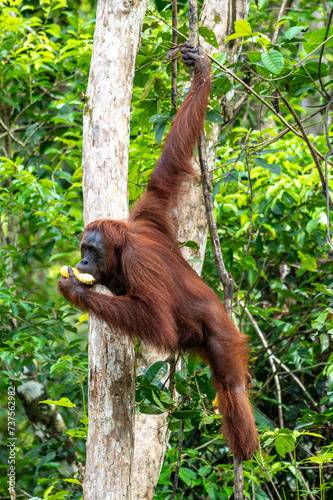 Orang-Utan in der Wildnis von Borneo – Bewohner des Regenwaldes
