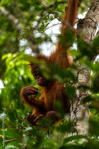 Orang-Utan in der Wildnis von Borneo – Bewohner des Regenwaldes