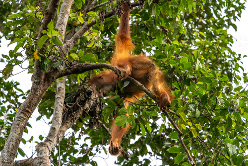 Orang-Utan in der Wildnis von Borneo – Bewohner des Regenwaldes © Dominik