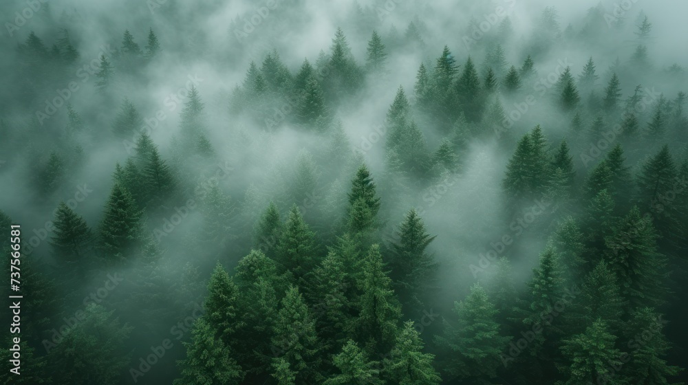 a forest filled with lots of green trees covered in a layer of fog in the middle of a forest filled with lots of green trees covered in fog. a forest filled with lots of green trees covered in a layer of fog in the middle of a forest filled with lots of green trees covered in fog.