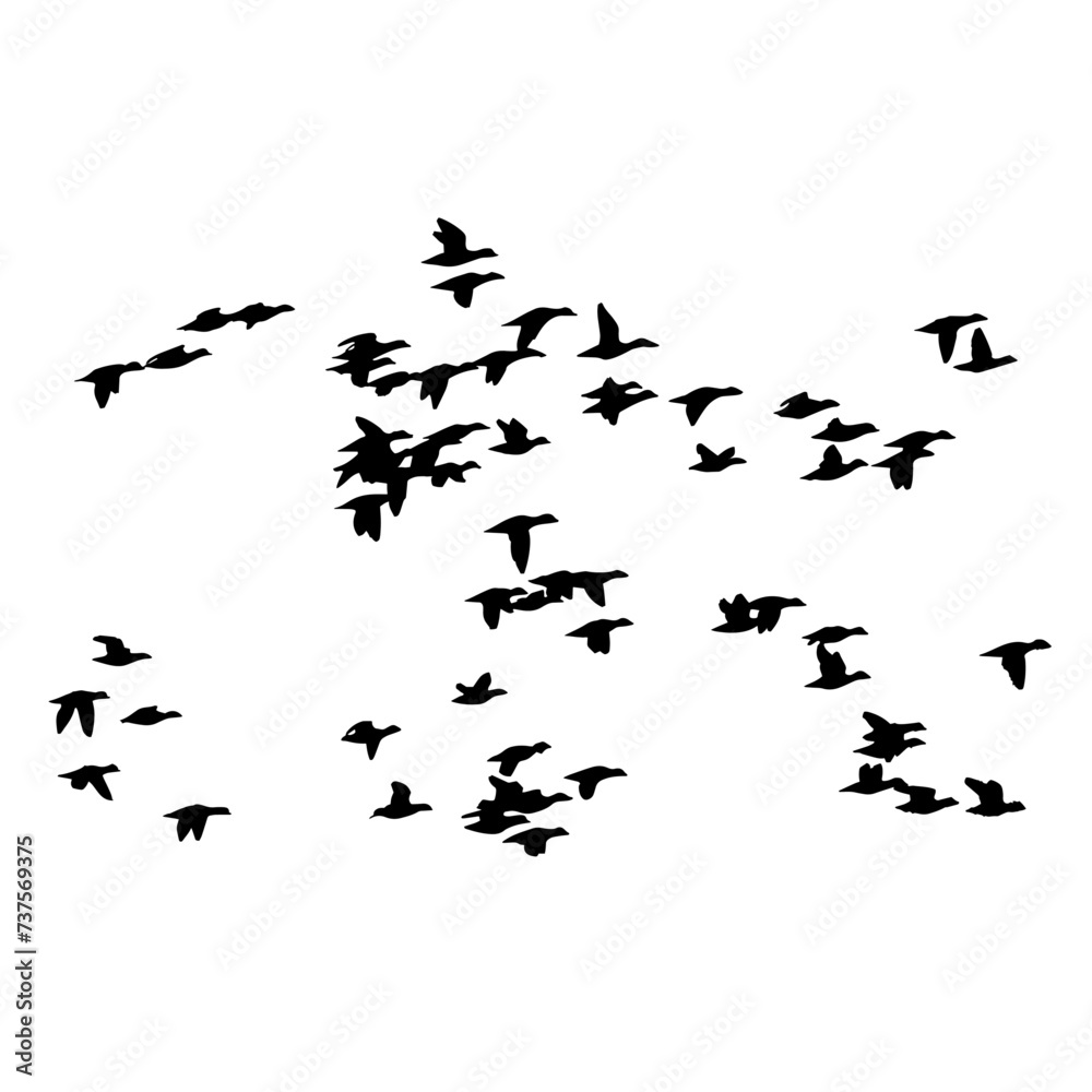 Aves Aves