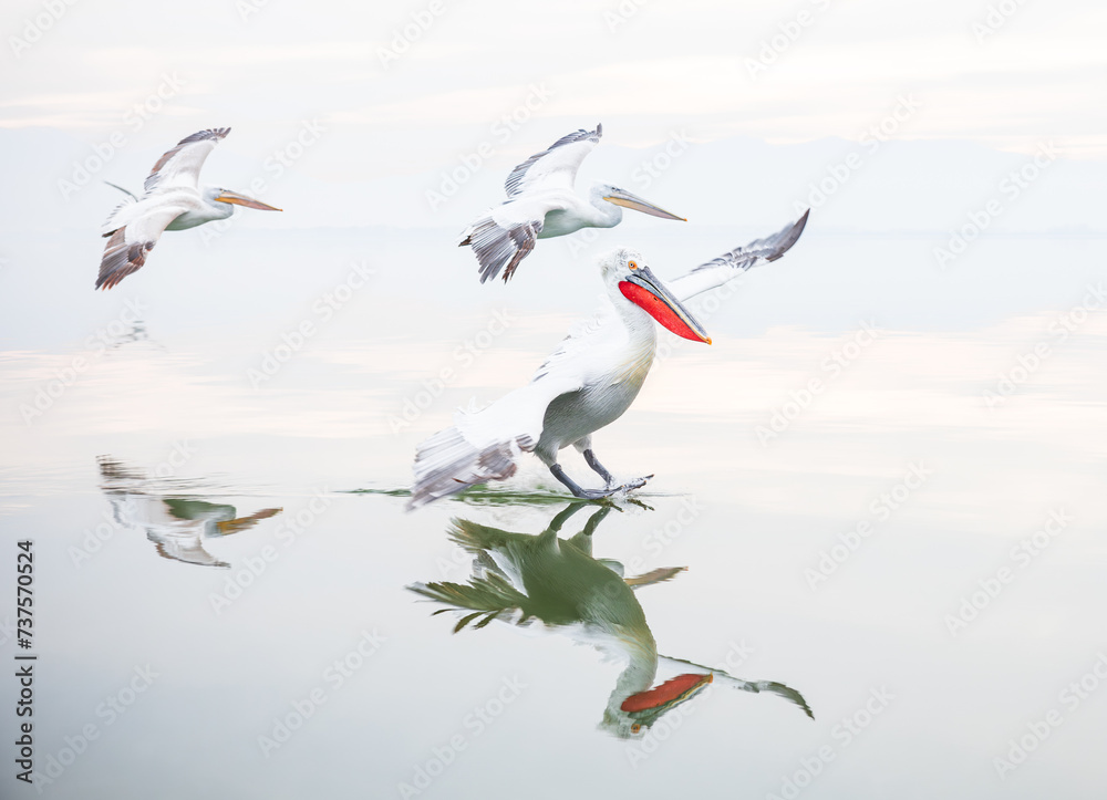 Fototapeta premium Dalmatian pelicans flying