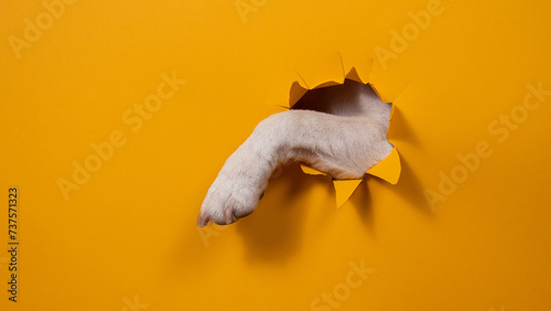 Fototapeta Naklejka Na Ścianę i Meble -  Dog jack russell terrier tore paw cardboard orange background. 
