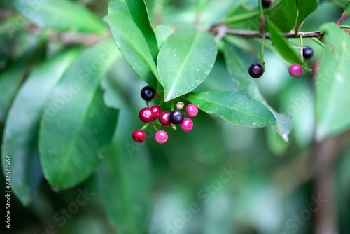 Fruits of a coralberry, Ardisia elliptica photo