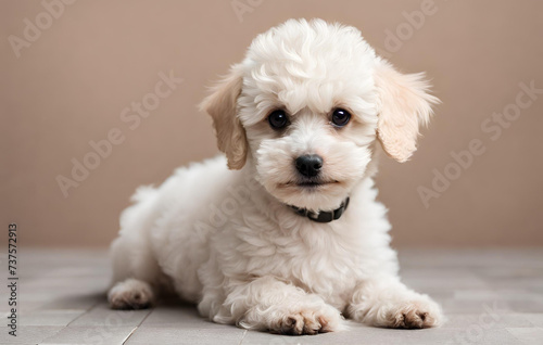 Maltese dog in studio, Maltipoo puppy poses sweetly on a white backdrop