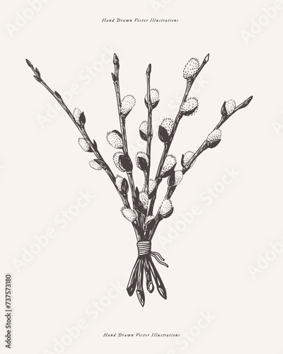 Willow branches tied with rope into a bundle in an engraving style. Willow with blossoming buds. Spring plant on a white background. Botanical vector illustration.