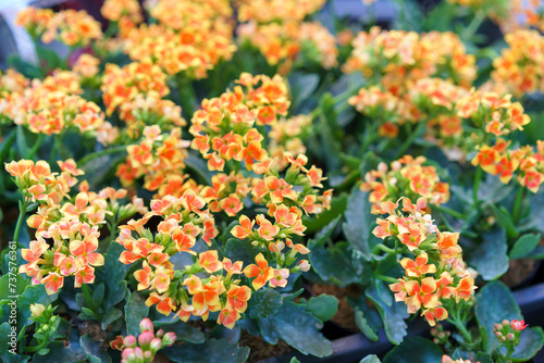 Blooming Kalanchoe Plants with Vibrant Flowers