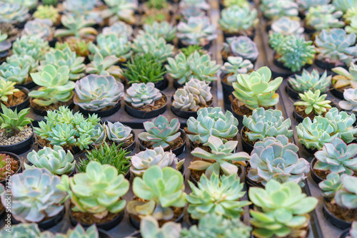 Variety of Echeveria Succulents in Pots