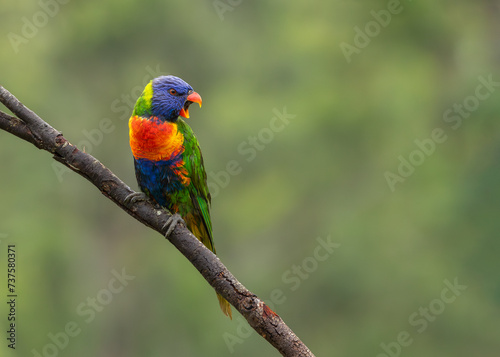 A rainbow lorikeet, an iconic Australian parrot, squawking its cheeky dominance while perching on a branch on the Gold Coast in Queensland, Australia.