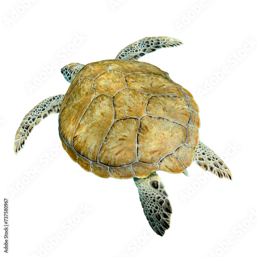 Isolated turtle, swimming away from camera