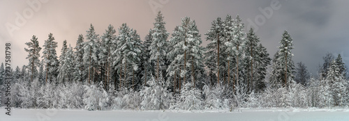 Scenic wide panorama of winter pine tree forest edge. Much snow on trees after heavy snowfall
