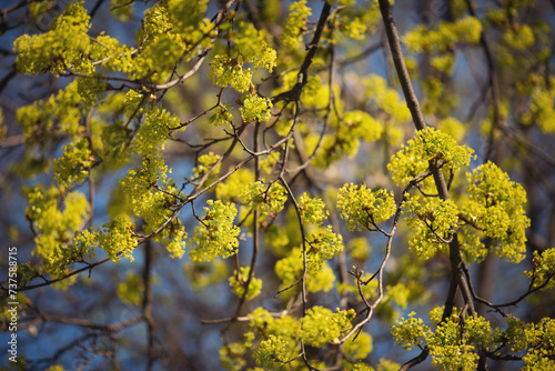 Fototapeta Naklejka Na Ścianę i Meble -  beautiful maple tree during spring flowering, close-up of maple branches with flowers, spring weather in the forest, details