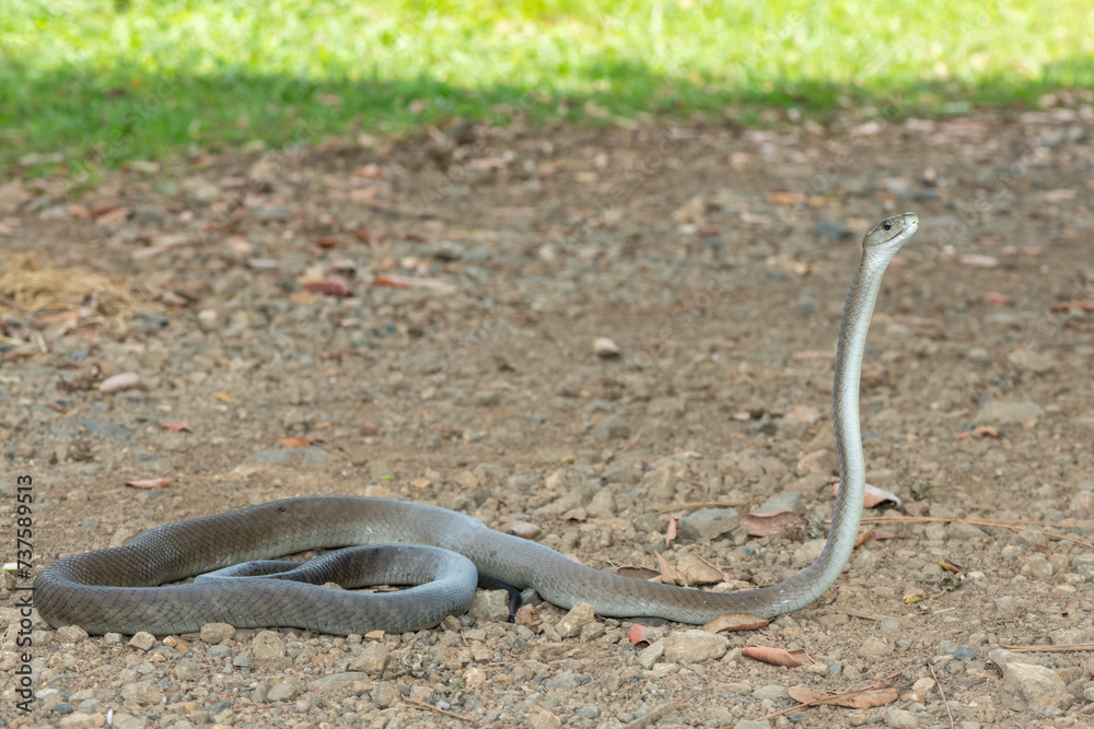 Obraz premium An adult black mamba (Dendroaspis polylepis) raising its neck 