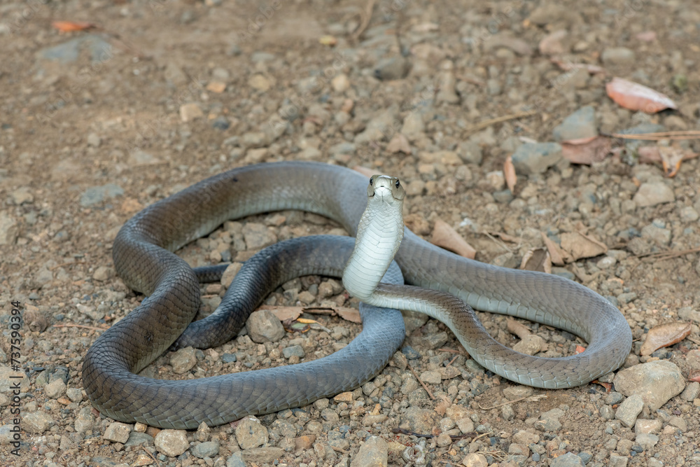 A highly venomous adult black mamba (Dendroaspis polylepis) displaying defensiveness by hooding its neck A highly venomous adult black mamba (Dendroaspis polylepis) displaying defensiveness by hooding its neck