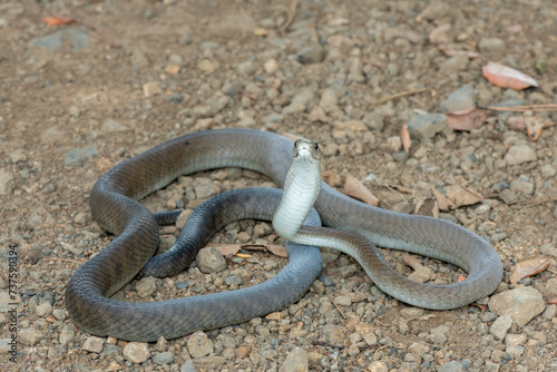 A highly venomous adult black mamba (Dendroaspis polylepis) displaying defensiveness by hooding its neck 