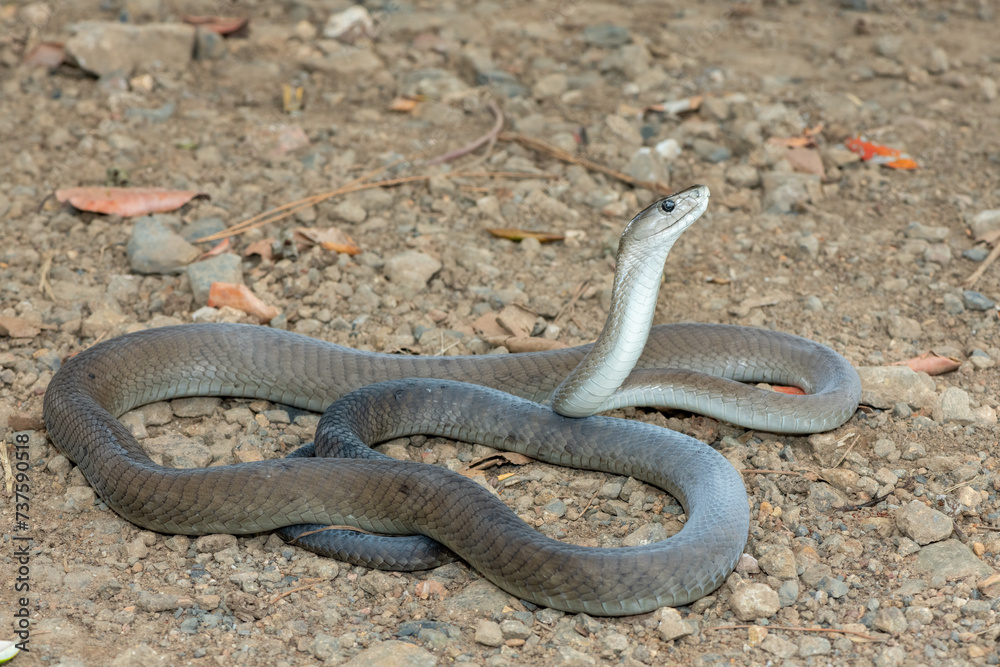 Obraz premium A deadly adult black mamba (Dendroaspis polylepis) in the wild