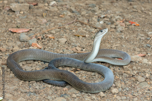 A deadly adult black mamba (Dendroaspis polylepis) in the wild