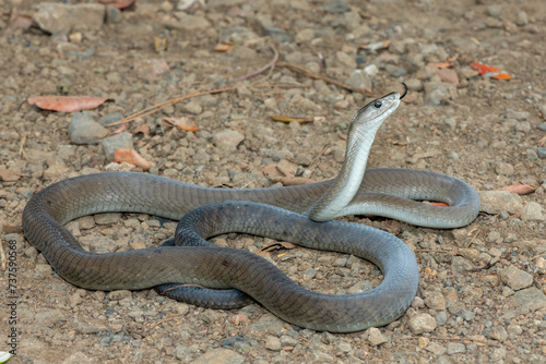 A deadly adult black mamba (Dendroaspis polylepis) in the wild