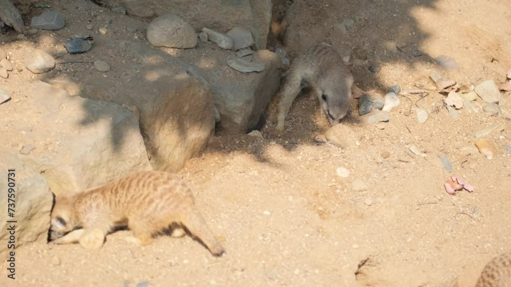 A group of meerkats are standing in the sand A group of meerkats are standing in the sand