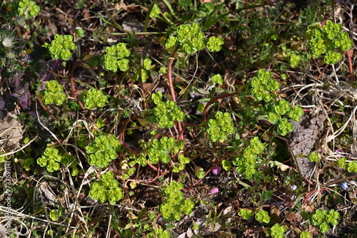 Spurge ( Euphorbia helioscopia ). Euphorbiaceae. It is a poisonous plant that contains milky sap.