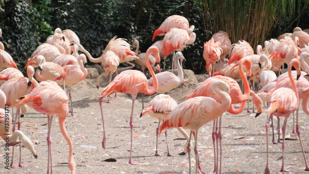 A herd of pink flamingos standing on top of a dirt field A herd of pink flamingos standing on top of a dirt field