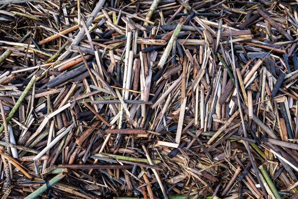 Closeup of pile of wood sticks washed up on shore, as a nature background
Closeup of pile of wood sticks washed up on shore, as a nature background