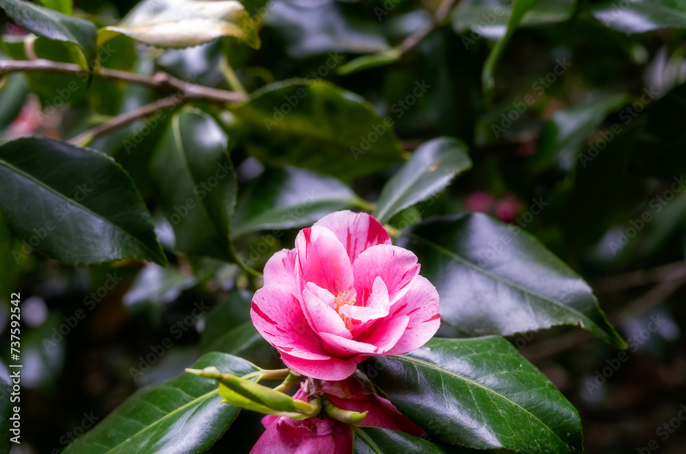 Beautiful pink camellia flower in spring, close up