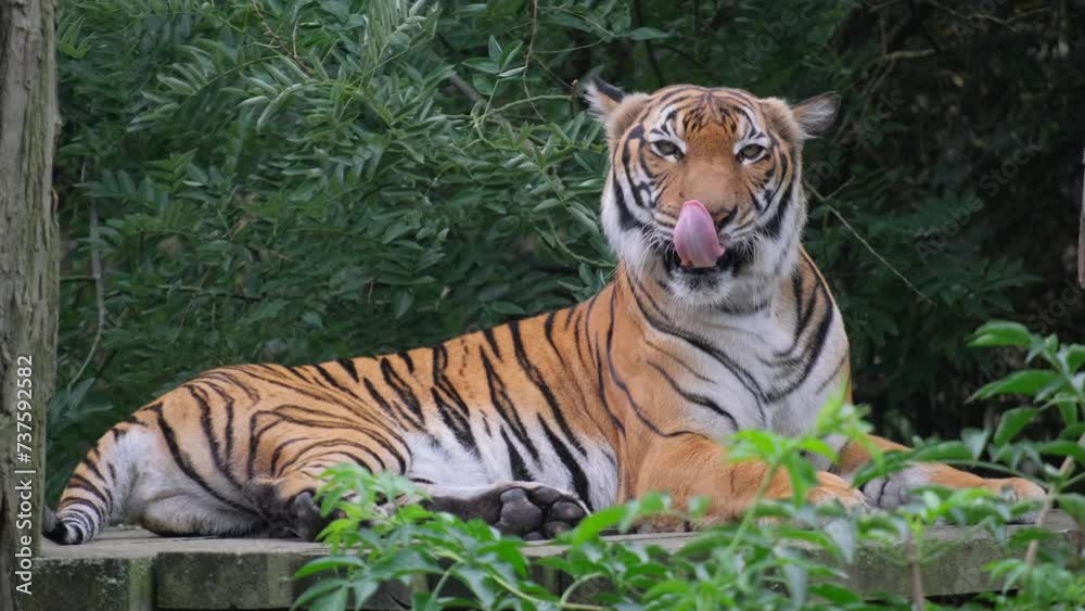 A tiger in its natural habitat, resting peacefully with an open mouth. A tiger in its natural habitat, resting peacefully with an open mouth.