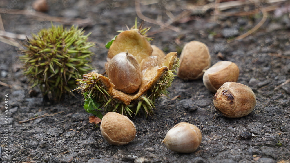 Castanea mollissima (Chinese chestnut, sarangan, berangan, Saninten ...