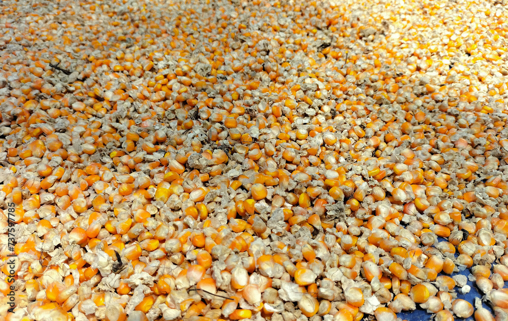 View of corn collected from the farm after the harvest. Corn drying in the yard. Indonesia.
View of corn collected from the farm after the harvest. Corn drying in the yard. Indonesia.