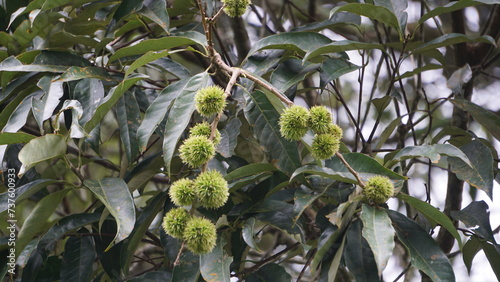 Castanea mollissima (Chinese chestnut, sarangan, berangan, Saninten, Castanopsis argentea, rambutan hutan). The nuts are edible, and the tree is widely cultivated in eastern Asia photo