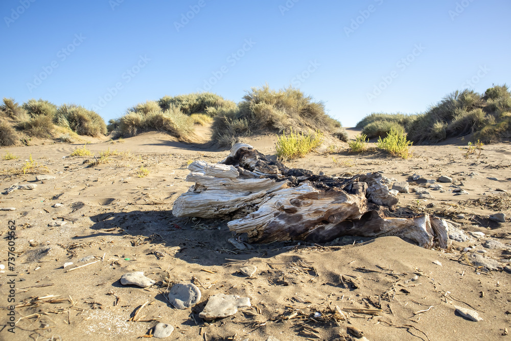 Weathered Driftwood Resting on a Secluded Sandy Beach with Dunes and Clear Sky