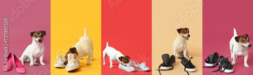 Collage of funny naughty dog playing with shoes on color background photo
