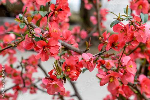 An ornamental plant with bright pink flowers. Chaenomeles spec. Flowering twigs of common quince. Topic - spring, awakening of trees, beauty in nature photo