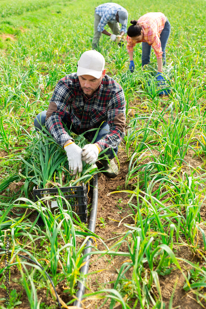 Skilled farmer working on young garlic field at vegetable farm, gathering fresh green organic produce..