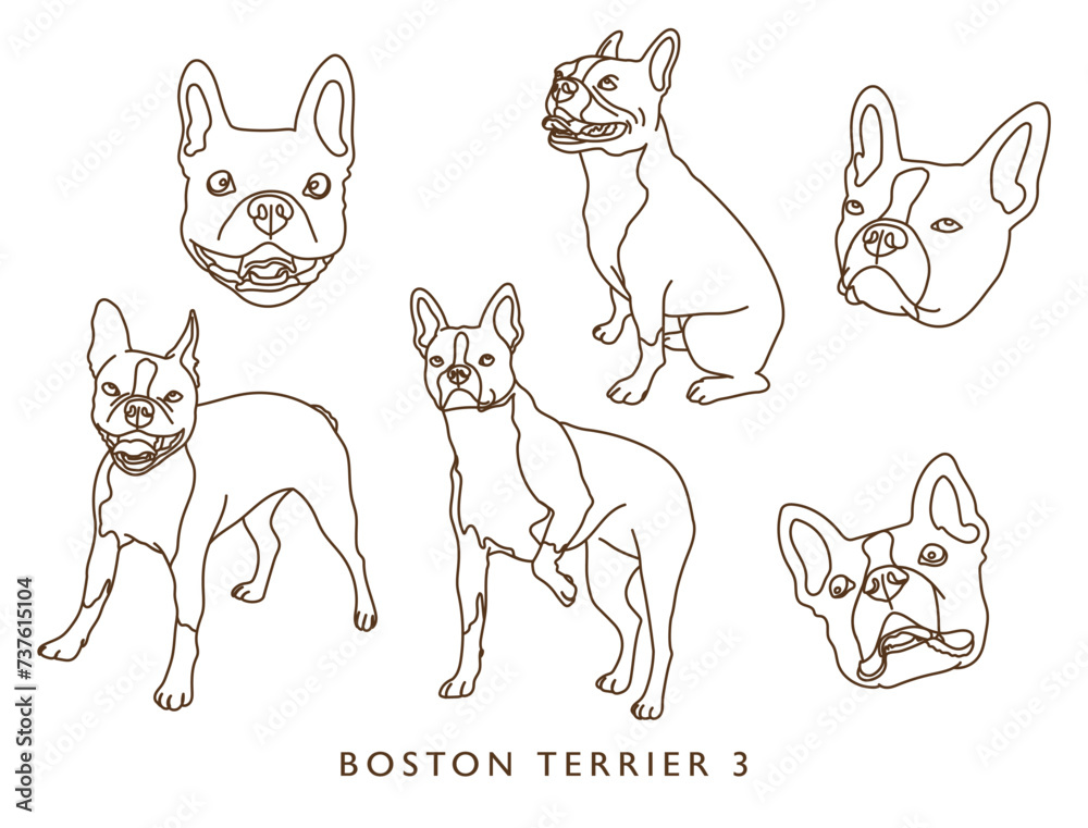 Boston Terrier Illustration Set 3 (Different Poses) - Outlines!