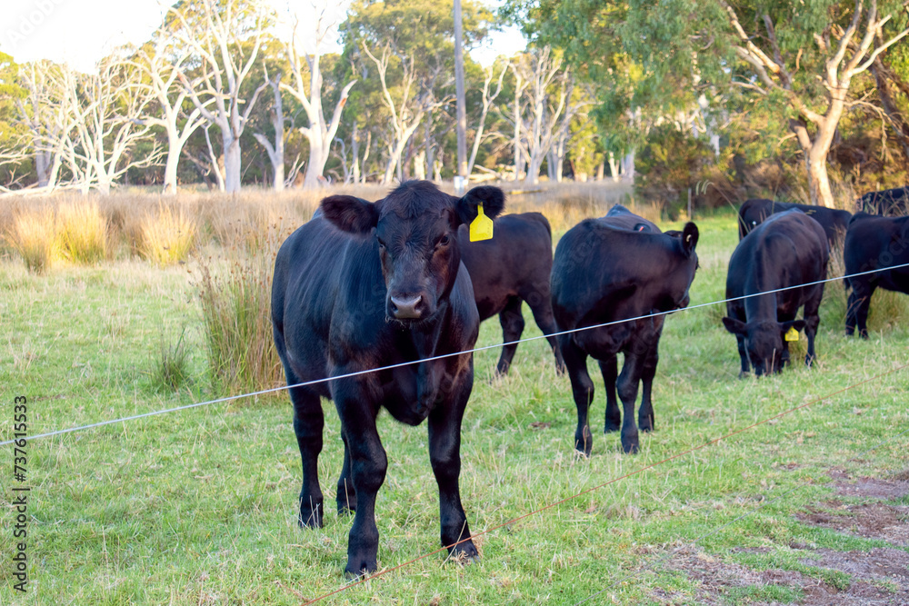 bulls in the meadow behind electric fences bulls in the meadow behind electric fences