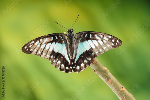 A Colorful Butterfly Graphium Doson photo