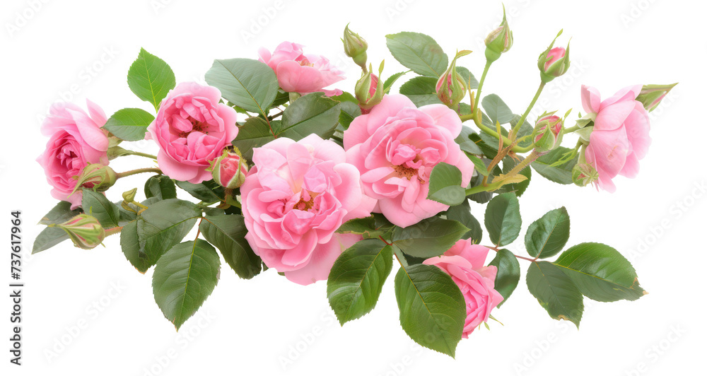 Lush pink roses with green leaves in full bloom, cut out - stock png. Lush pink roses with green leaves in full bloom, cut out - stock png.