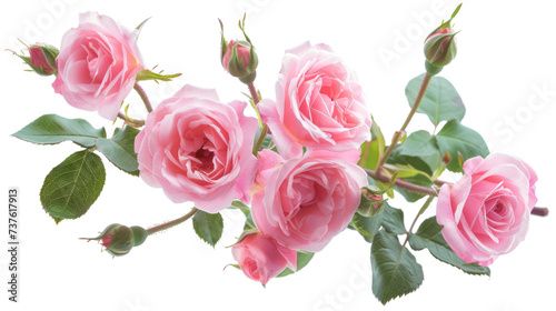 Lush pink roses with green leaves in full bloom, cut out - stock png.