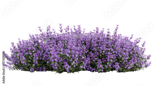 Aromatic purple lavender bush in full bloom, cut out - stock png.