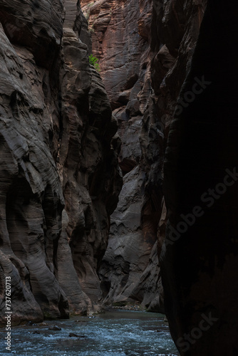 Green shrub clinging to a cliff in the Narrows, Zion National Park, Utah. photo