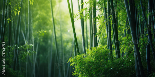 Serene Asian Bamboo Grove: A Vibrant Tapestry of Nature's Growth and Beauty in Kyoto's Arashiyama Park
