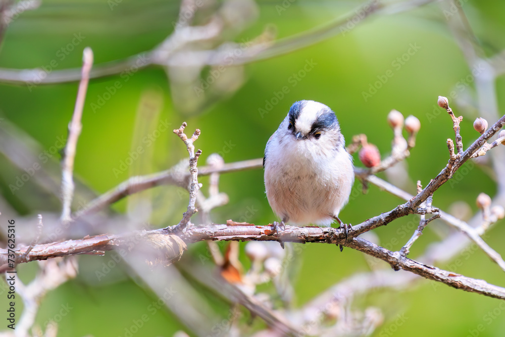 もふもふで可愛いエナガ（エナガ科）。

日本国東京都文京区、小石川植物園にて。
2024年2月11日撮影。

Fluffy and Lovely long-tailed tit (Aegithalos caudatus, family comprising tits).

At Koishikawa botanical garden, Bunkyo-ku, Tokyo, Japan,
photo 