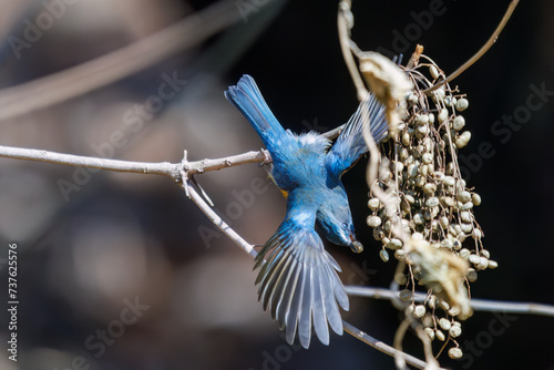                                                                                                                                                                         2024   2   11              A happy blue bird  the lovely Red-flanked Bluetail  Tarsiger cyanurus  family comprising flycatchers  that flies out to feed on