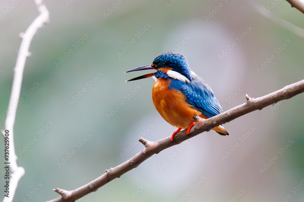 Fototapeta premium 可愛いカワセミ(カワセミ科)。日本国東京都文京区、小石川植物園にて。 2024年2月11日撮影。Lovely Kingfisher (Alcedo atthis, family comprising kingfishers).At Koishikawa botanical garden, Bunkyo-ku, Tokyo, Japan, photo by February 11, 20