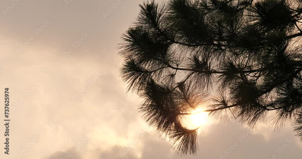 (Pinus merkusii)Silhouette of a pine tree with a beautiful sunset, pine tree with a big sun