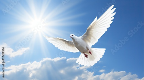 White dove flying .Dove in the air with wings wide open in the bright blue sky © studio_